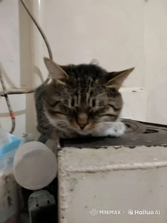 Tabby Cat Escapes Police Chase in Mini Car – AI Generated Video | Hailuo AI