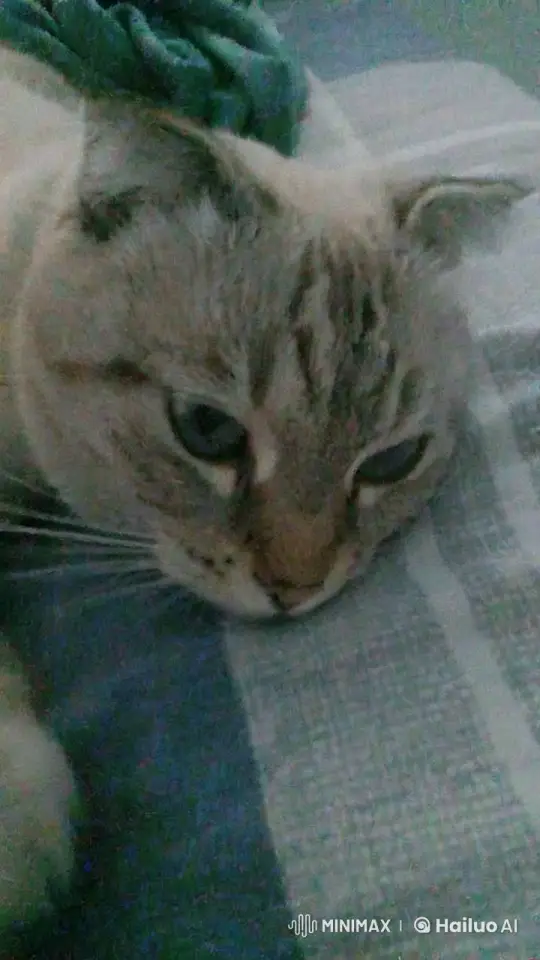 Cat Calmly Rests Amidst Surging Flames – AI Generated Video | Hailuo AI