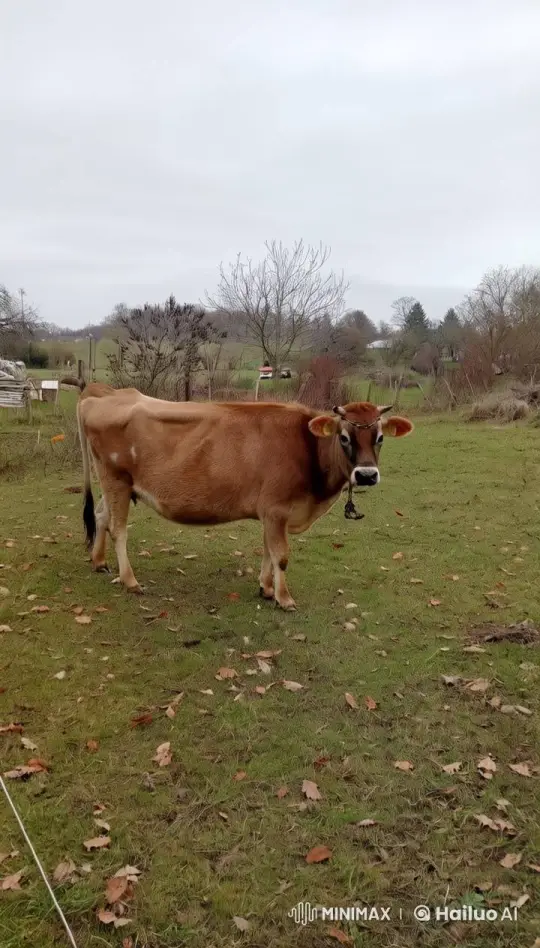 Animated Birds Harass Cow in Winter Pasture – AI Generated Video | Hailuo AI
