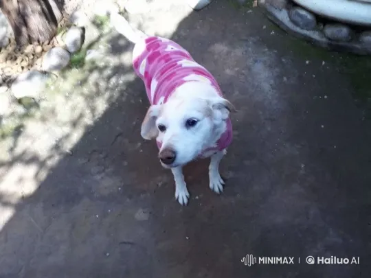 Dog Confronted by Advancing Mob in Outdoor Setting – AI Generated Video | Hailuo AI