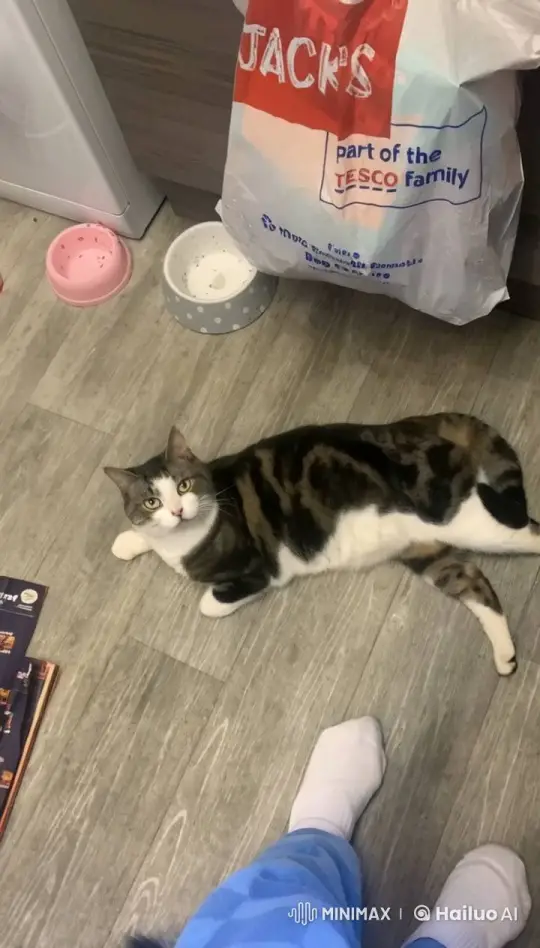 Inflating Cat Ascends Gracefully in Ordinary Room – AI Generated Video | Hailuo AI