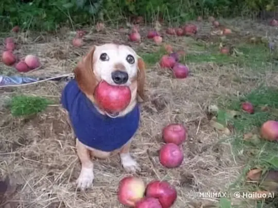 Dog Plays Keep-Away with Apple in Enchanted Orchard – AI Generated Video | Hailuo AI