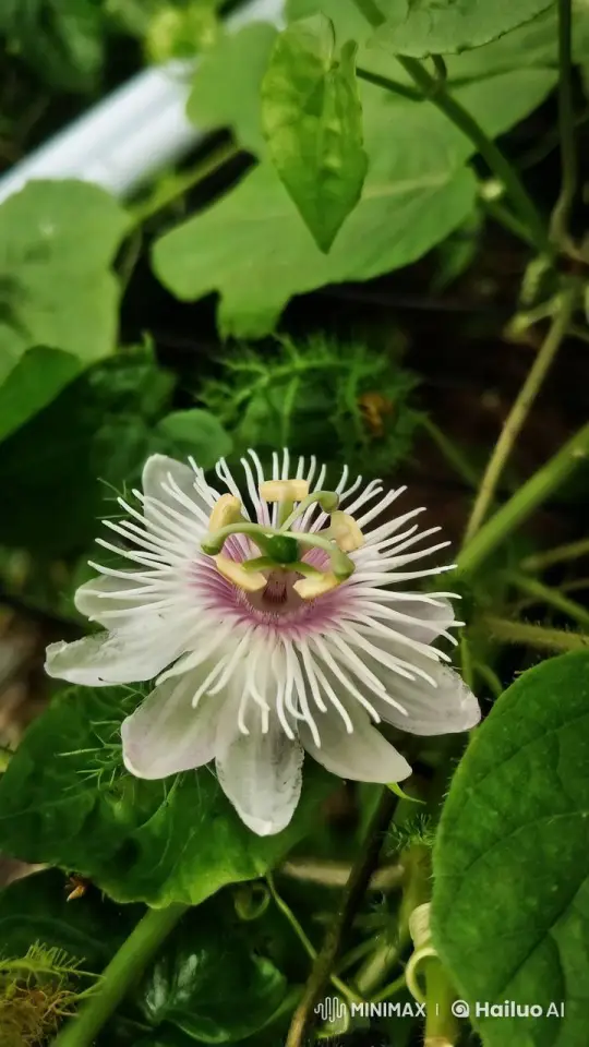 Passionflower Mimics Caterpillar Movement – AI Generated Video | Hailuo AI