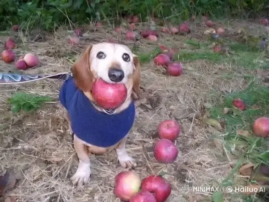 Autumnal Field: Curious Dog with Apple Amidst Scattered Fruits – AI Generated Video | Hailuo AI