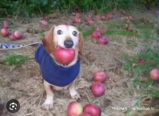 Shrek and Dog Playful Apple Fight – AI Generated Video | Hailuo AI