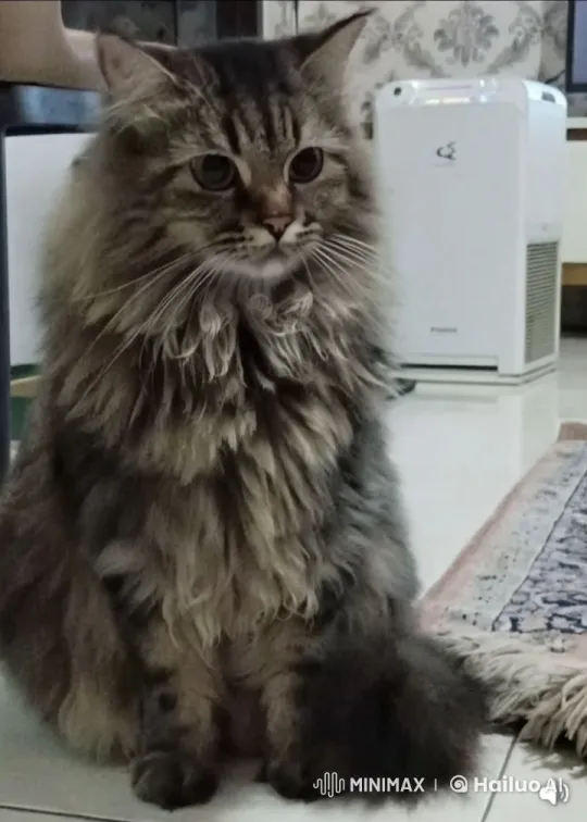 Regal Cat Displaying Dignified Gaze in Quiet Indoor Setting – AI Generated Video | Hailuo AI