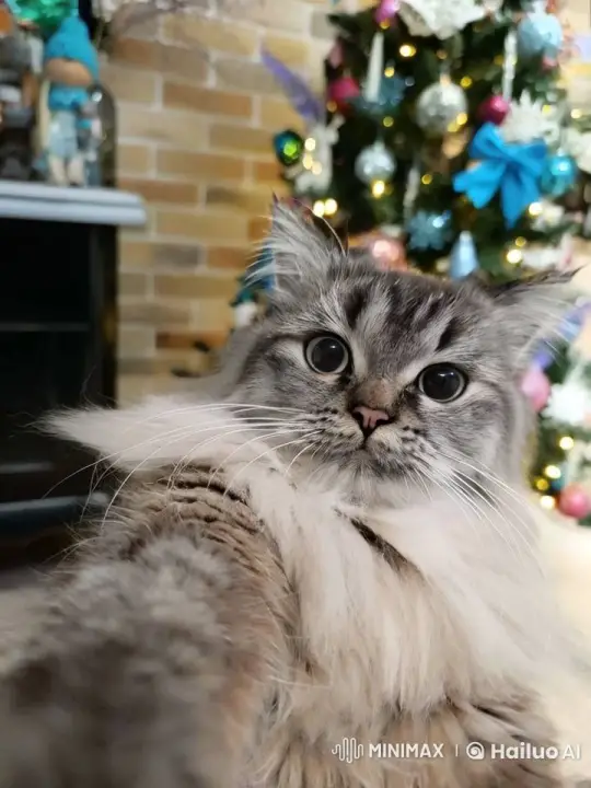 Cat Leaps Gracefully from Christmas to Volcano Setting – AI Generated Video | Hailuo AI