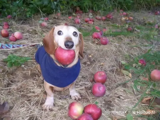 Dachshund in Apple-Strewn Outdoor Area – AI Generated Video | Hailuo AI