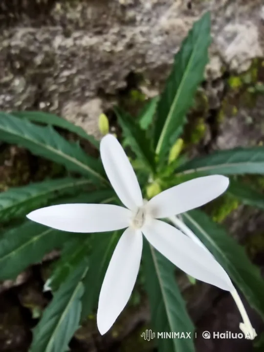 Flower Transforms into Angel in Live2D Animation – AI Generated Video | Hailuo AI