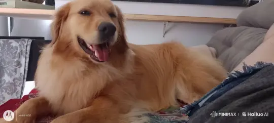 Dog Prepares for Beach Party in Live2D Animation – AI Generated Video | Hailuo AI