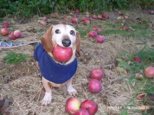 Dog and Crab's Apple-Stealing Encounter – AI Generated Video | Hailuo AI