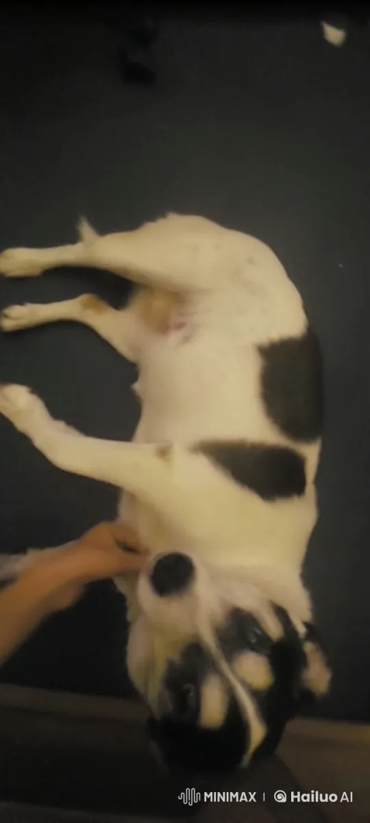 Dog and Owner Playfully Interact – AI Generated Video | Hailuo AI
