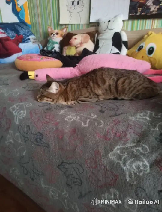 Contented Tabby Cat Rests in Cozy Bedroom – AI Generated Video | Hailuo AI