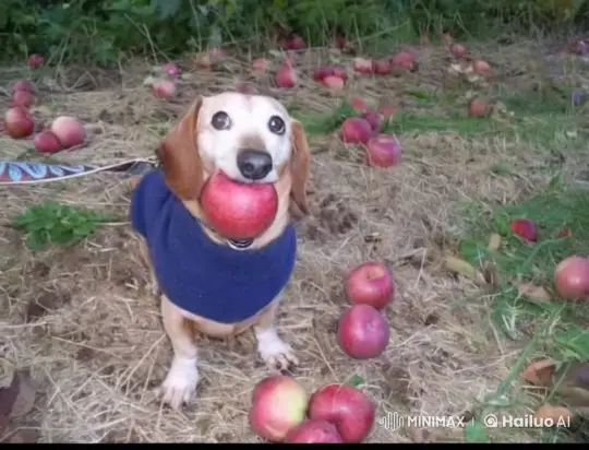 Dog Surprised by Floating Apple in Magical Field – AI Generated Video | Hailuo AI