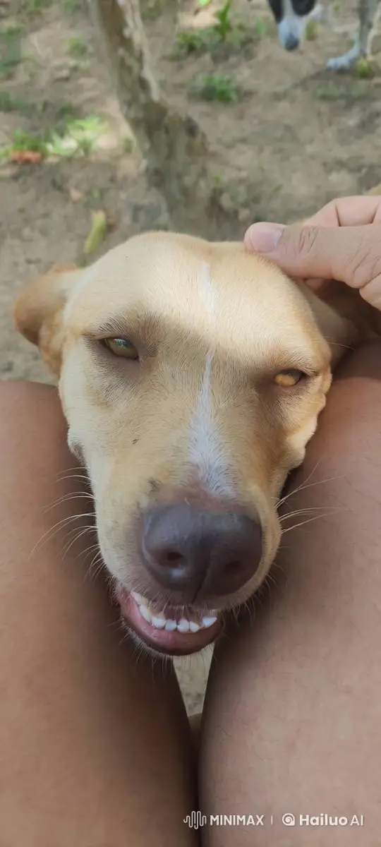 Comfortable Dog Relaxes with Gentle Petting – AI Generated Video | Hailuo AI