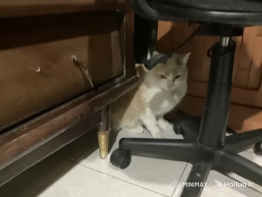 Timid Cat Navigates Confined Space – AI Generated Video | Hailuo AI