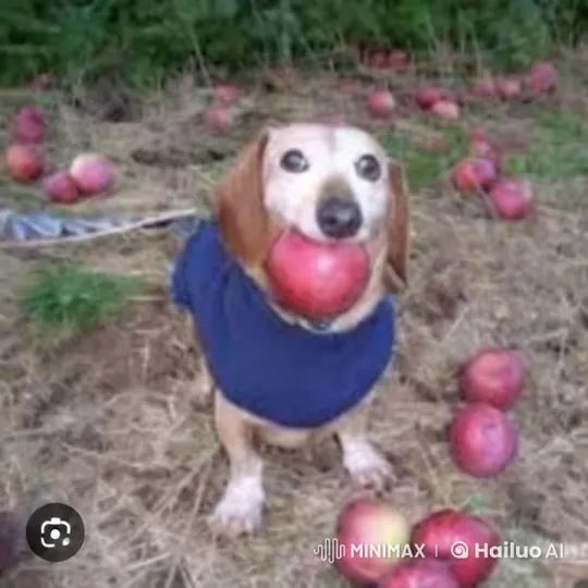 Small Dog in Blue Sweater Picks Up Apple – AI Generated Video | Hailuo AI