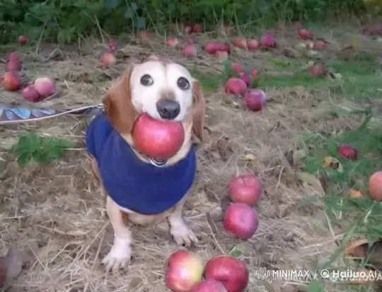 Content Dog Enjoying Apple in Autumn Orchard – AI Generated Video | Hailuo AI