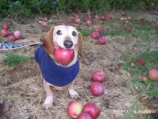 Dog Defies Gravity, Travels to Mars – AI Generated Video | Hailuo AI