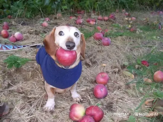 Cristiano Ronaldo Chases Dog with Apple in Orchard – AI Generated Video | Hailuo AI