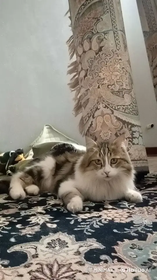 King of Cats: Walnut's Majestic Lounge on a Patterned Rug – AI Generated Video | Hailuo AI
