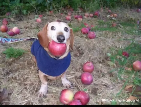 Dog Extracts Note from Apple, Revealing Mysterious Message – AI Generated Video | Hailuo AI