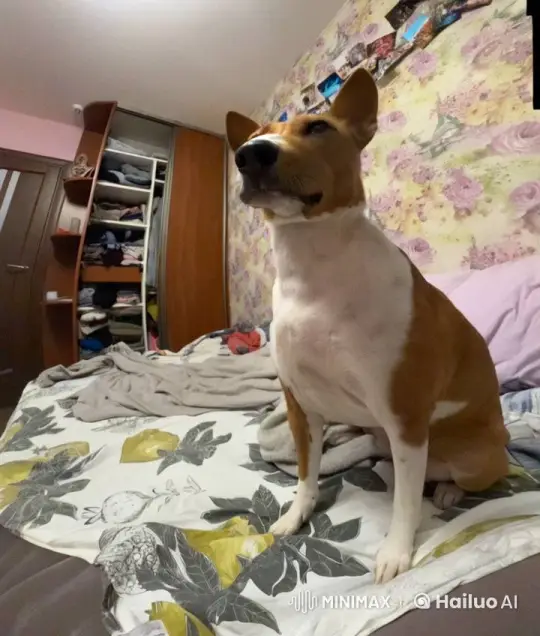 Dog Sings and Strums Guitar in Cozy Room – AI Generated Video | Hailuo AI