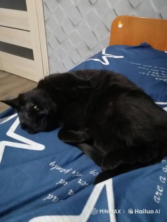 Cat on Bed Seems to Explode in Dramatic Video – AI Generated Video | Hailuo AI