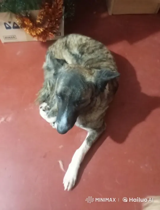 Dog Faux-Flys with Cape, Crashes into Wall – AI Generated Video | Hailuo AI