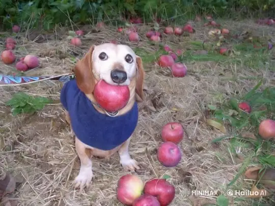Dog Defends Apple from Shrek in Futuristic City Explosion – AI Generated Video | Hailuo AI