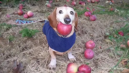 FBI Arrival: Levitating Dog Flees with Apple – AI Generated Video | Hailuo AI