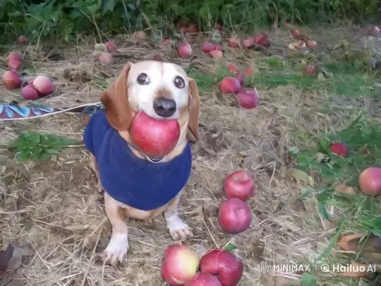 Title: "Canine Confrontation: Gollum's Apple Heist" – AI Generated Video | Hailuo AI
