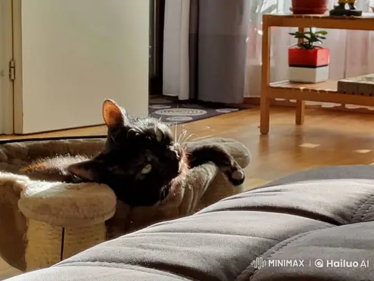 Black Cat Awakens with an Intimidating Gaze – AI Generated Video | Hailuo AI