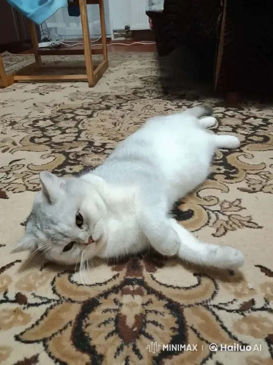 Cat Eats Enthusiastically by the Food Bowl – AI Generated Video | Hailuo AI