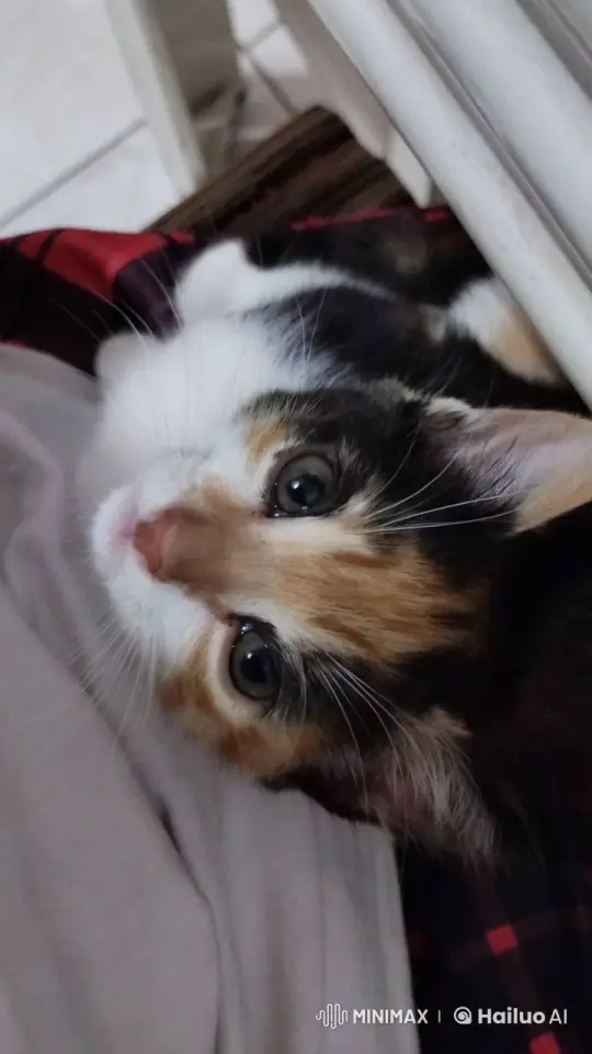 Cute Calico Kitten Curiously Jumps – AI Generated Video | Hailuo AI