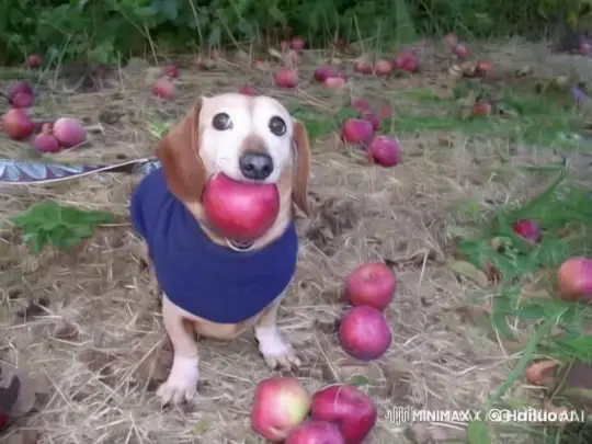 Dog in Blue Sweater Explores Mystical Planet with Giant Fruits – AI Generated Video | Hailuo AI