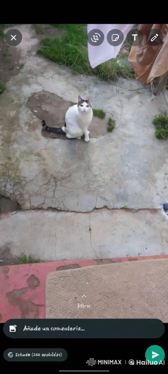 Cat Appears to Gracefully Levitate in Backyard – AI Generated Video | Hailuo AI