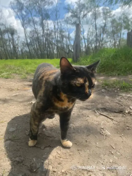 Calico Cat with Fairy Wings Takes Flight – AI Generated Video | Hailuo AI
