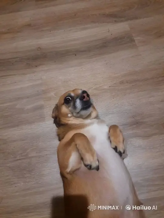 Dog Transforms into Fairy, Takes Joyful Flight – AI Generated Video | Hailuo AI