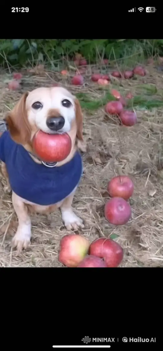 Dog Ascends to Heaven with Divine Apple – AI Generated Video | Hailuo AI