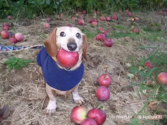 Small Dog Enjoys Apple in Lush Orchard – AI Generated Video | Hailuo AI