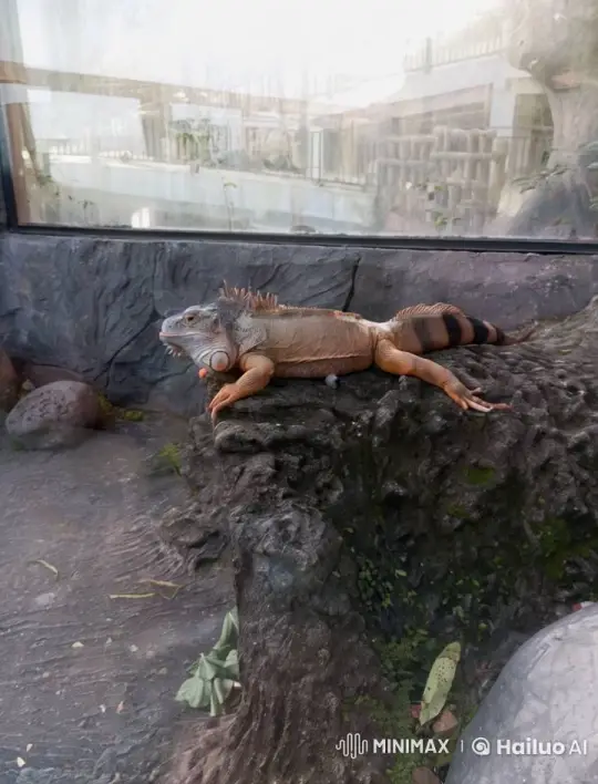 Iguana Ascends Gracefully in Enclosed Habitat – AI Generated Video | Hailuo AI