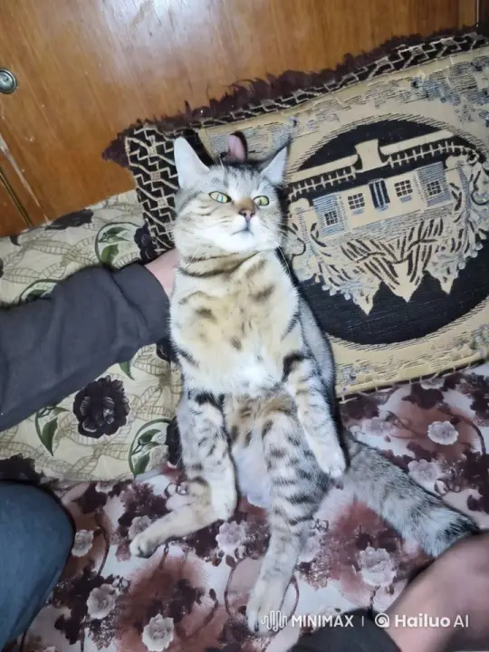 Domestic Cat Observes Surroundings with Animated Smoke Effect – AI Generated Video | Hailuo AI