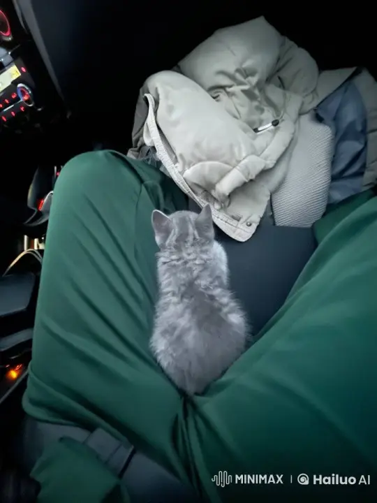 Magical Hovering Kitten in Car Interior – AI Generated Video | Hailuo AI