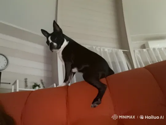 Animated Dog Defends Home from Tanks in Live2D Short – AI Generated Video | Hailuo AI