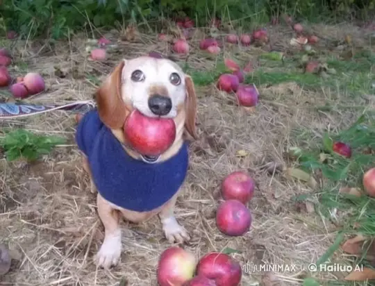 Dancing Dog Levitates with Apple in Magical Scene – AI Generated Video | Hailuo AI