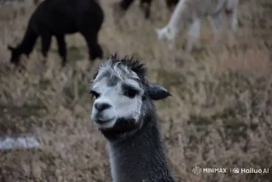 Talking Llama on a Pastoral Farm Scene – AI Generated Video | Hailuo AI