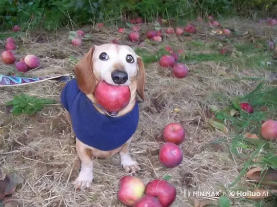 Dachshund Transforms, Defends Apple from Grinches – AI Generated Video | Hailuo AI