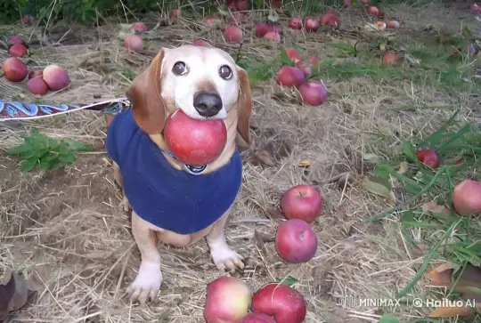 Dog in Blue Sweater Fights Apple Rain in Orchard – AI Generated Video | Hailuo AI