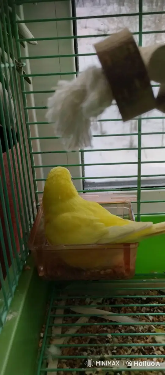 Parrot Takes Flight from Cage, Leaving Droppings – AI Generated Video | Hailuo AI